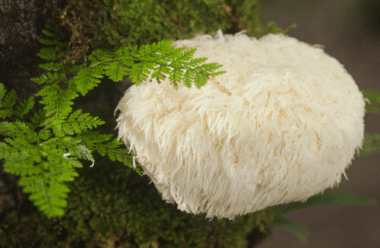 lion's mane mushroom tincture