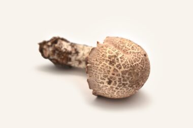 One full grown Agaricus Blazei fruiting body on beige-grey background and shadow 2560x1706