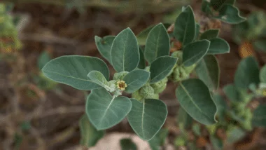 Ashwagandha Pflanze die noch nicht ausgewachsen ist in der Natur