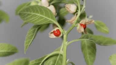 Ausgewachsene Ashwagandha Pflanze mit roten Schlafbeeren