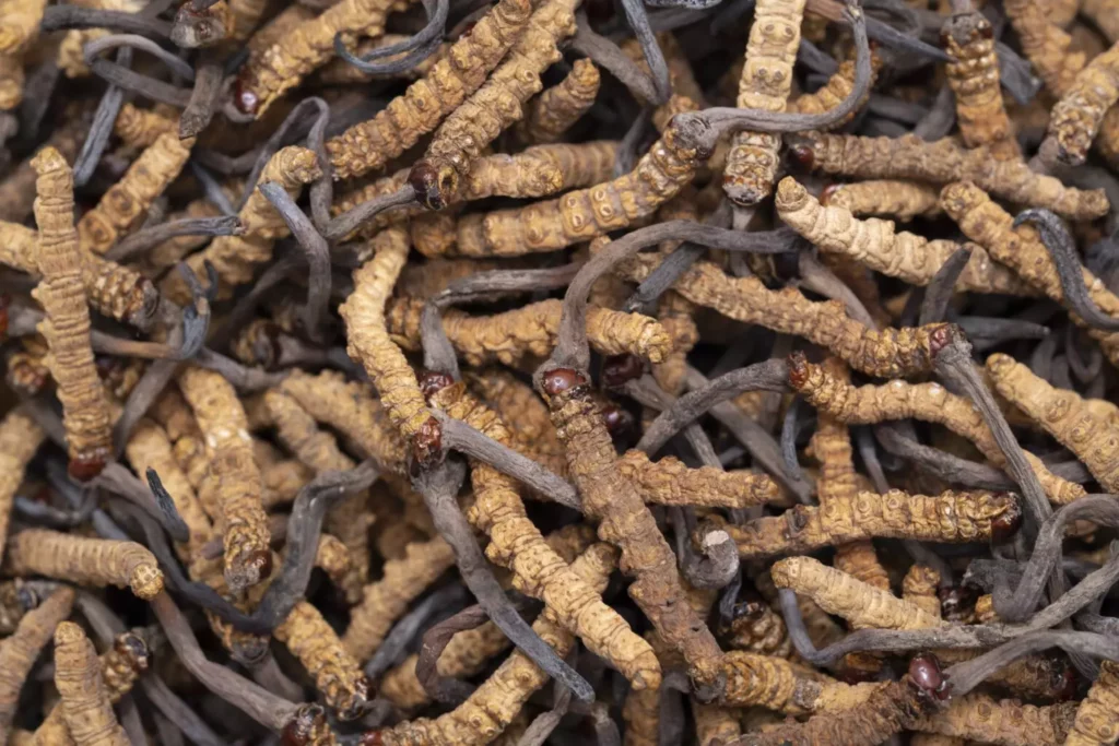 Viele ausgewachsene Cordyceps Sinensis-Pilze