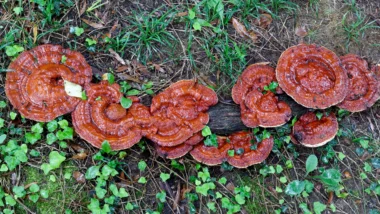 Ling Zhi Pilze die auf dem Boden in der Natur wachsen