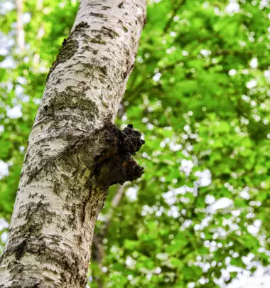 Schiefer Schillerporling an einem Baum in natürlicher Umgebung