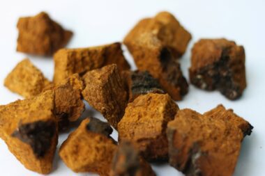 Chaga Pilzfrucht