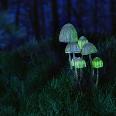 Leuchtende Psilocybin Pilze nachts im Wald